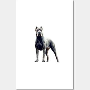 Cane Corso Dog Blue and Magnificent Posters and Art